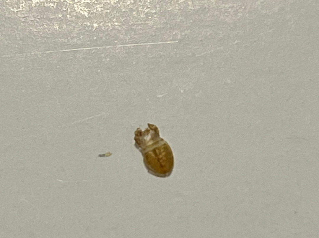 Hampton Inn By Hilton Greer Greenville主图