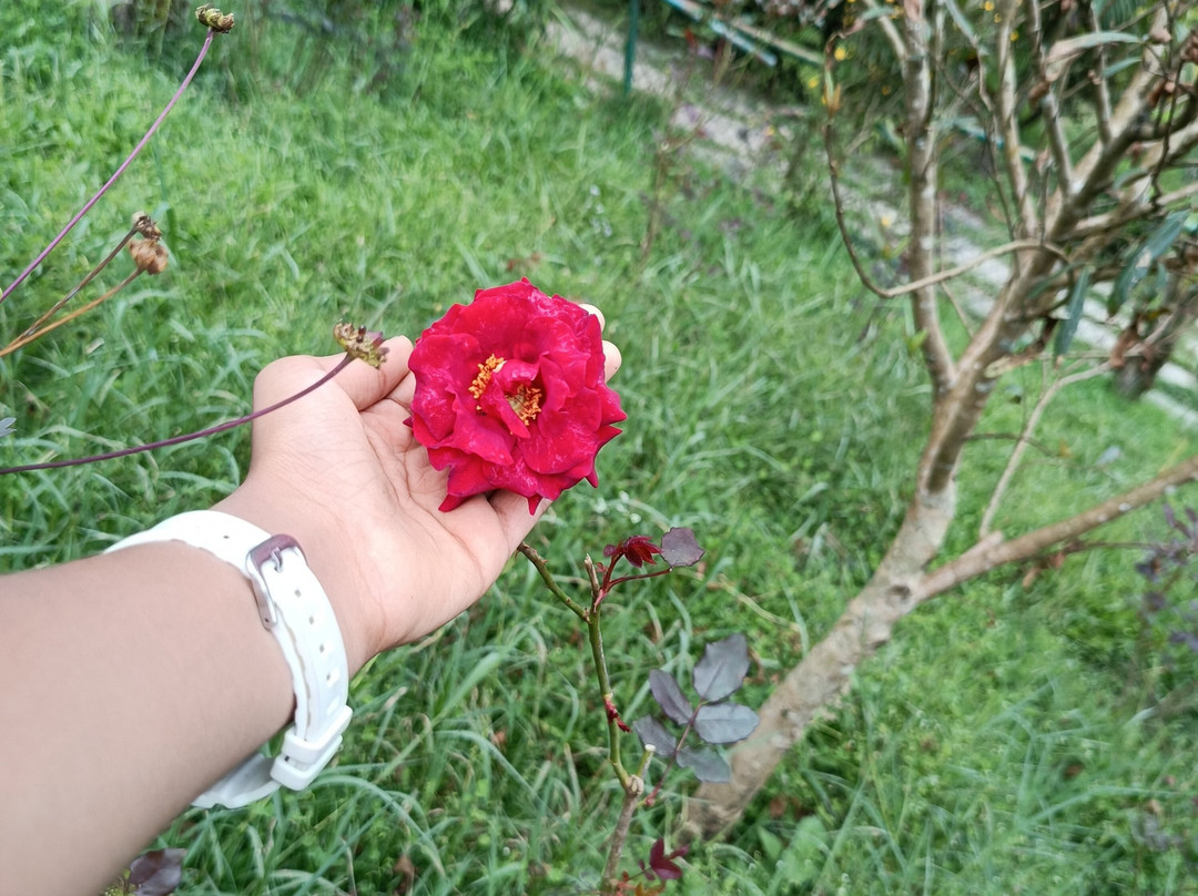 Blossom Hydel Park景点图片