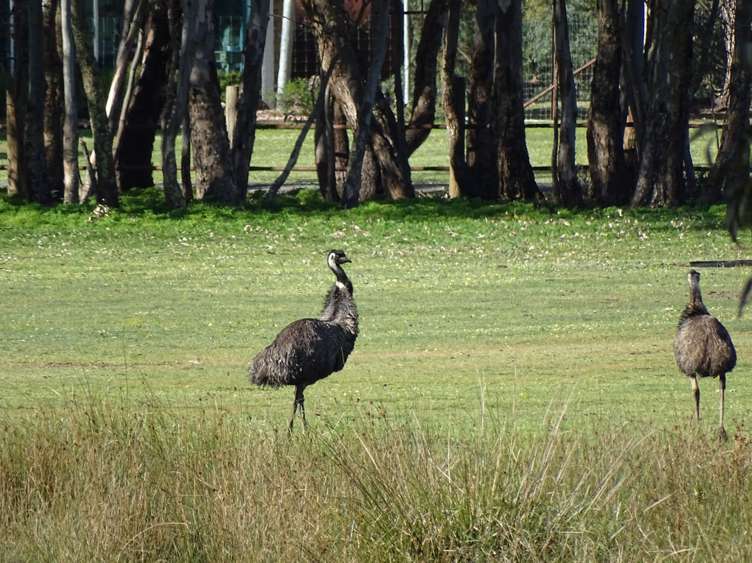 Halls Gap Motel主图