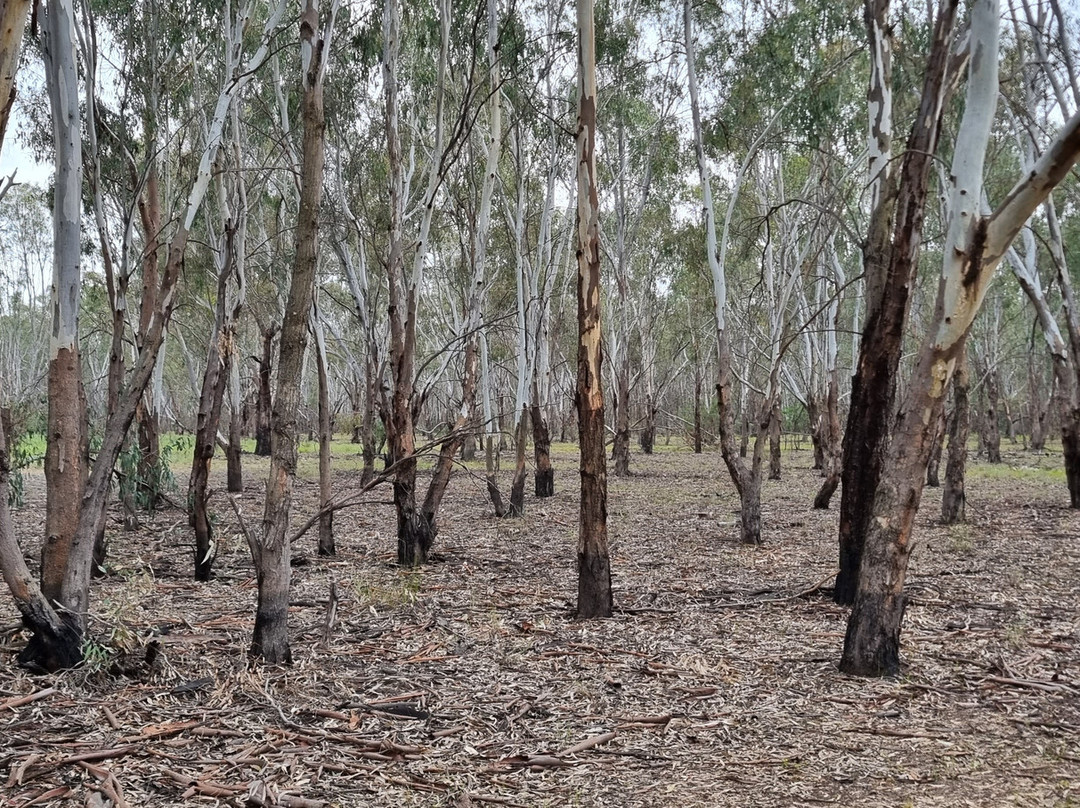 Kinnairds Wetland-Numurkah必去景点