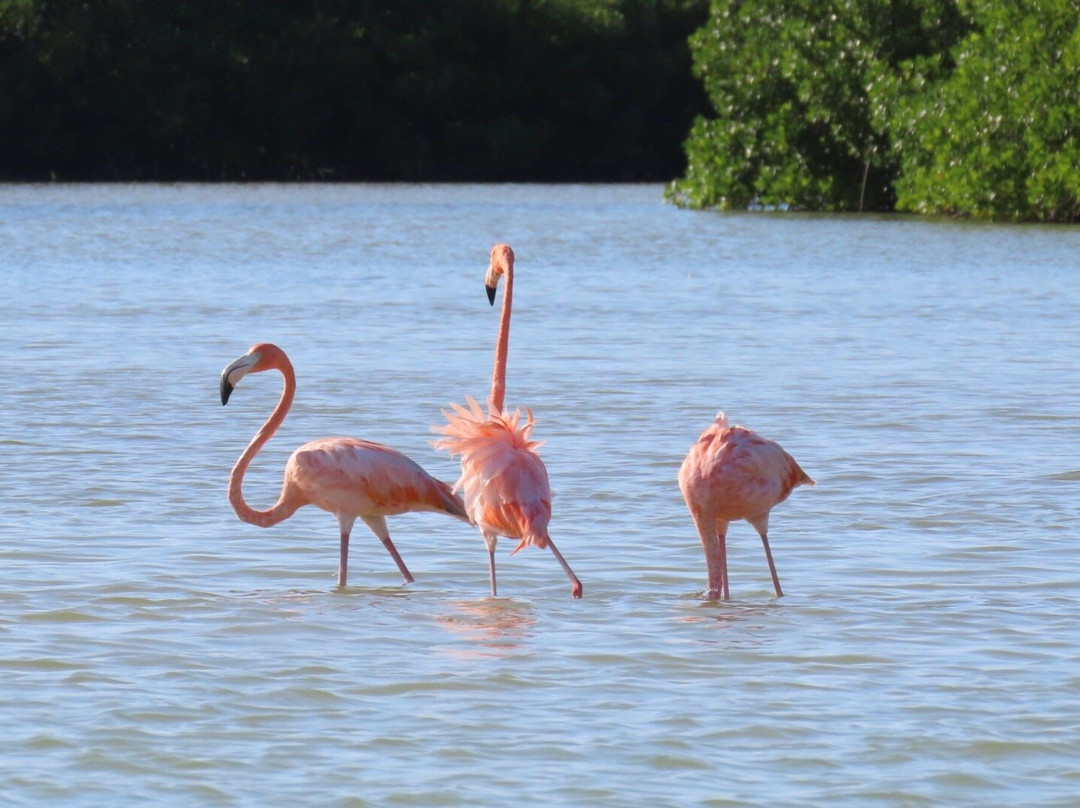 Guía de Naturaleza Uriel Massa景点图片