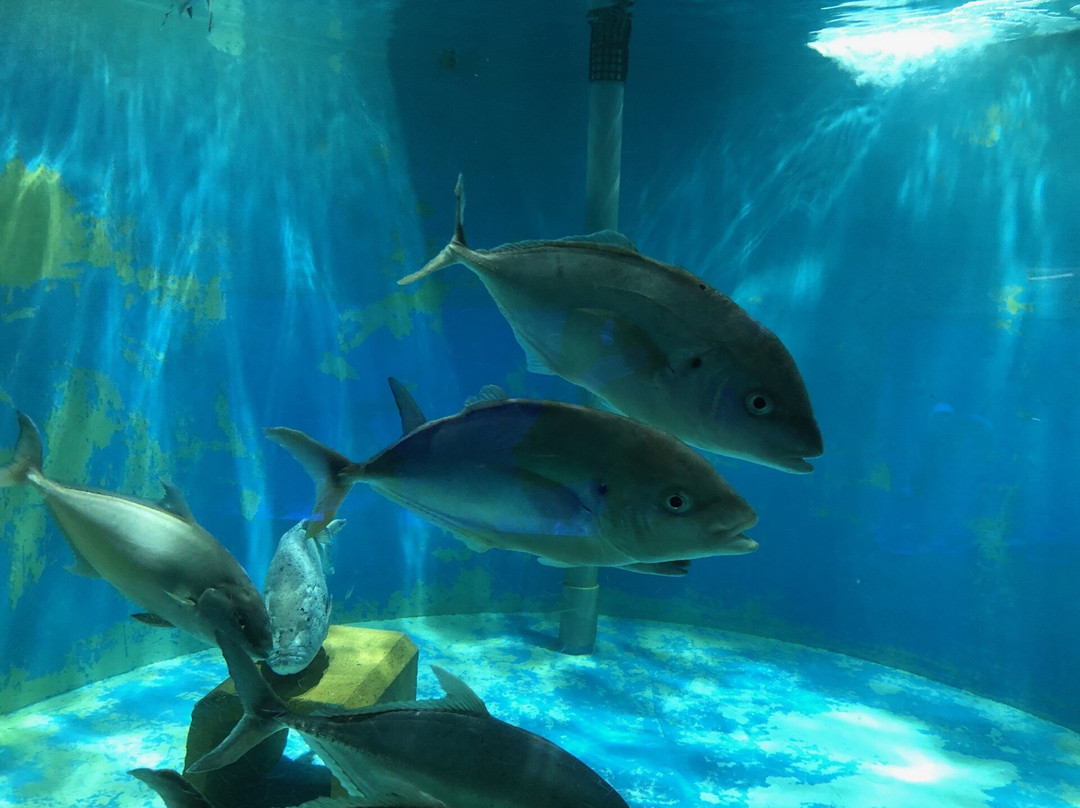 Ogasawara Marine Product Center-Chichi-jima必去景点