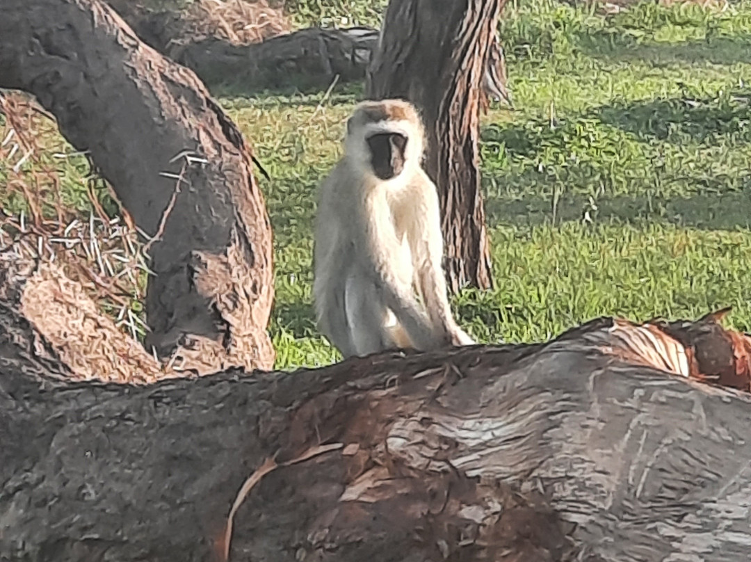 Mothalands Safari Tours Ltd-Iringa必去景点