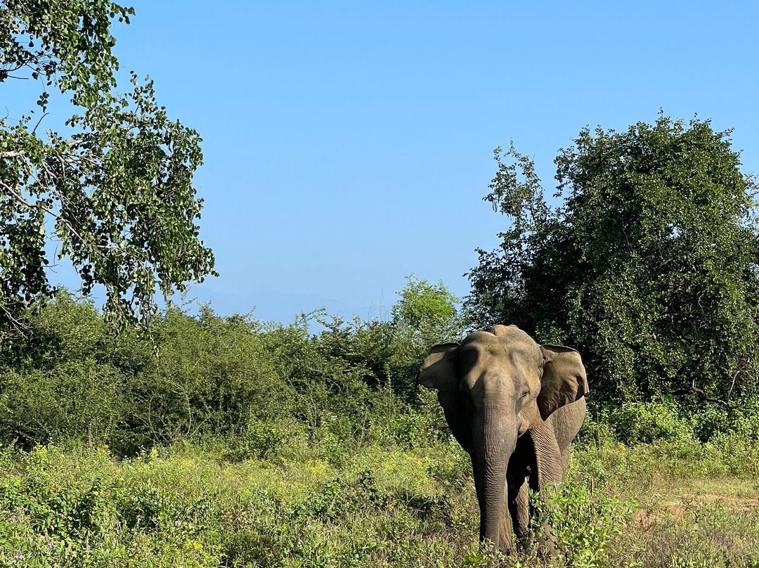 Lahiru Safari Guide景点图片