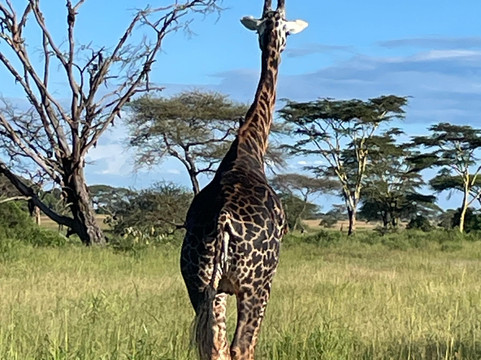 Kenya & Tanzania Safari-Usa River必去景点