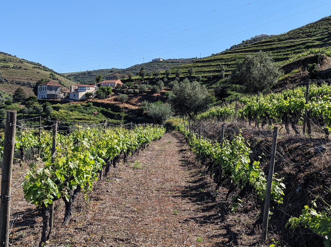 Douro Táxi景点图片