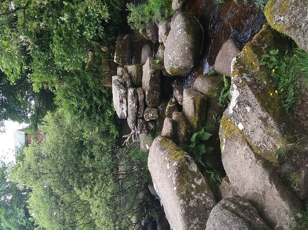 The Forest Inn主图