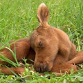 Mooseybaby1973