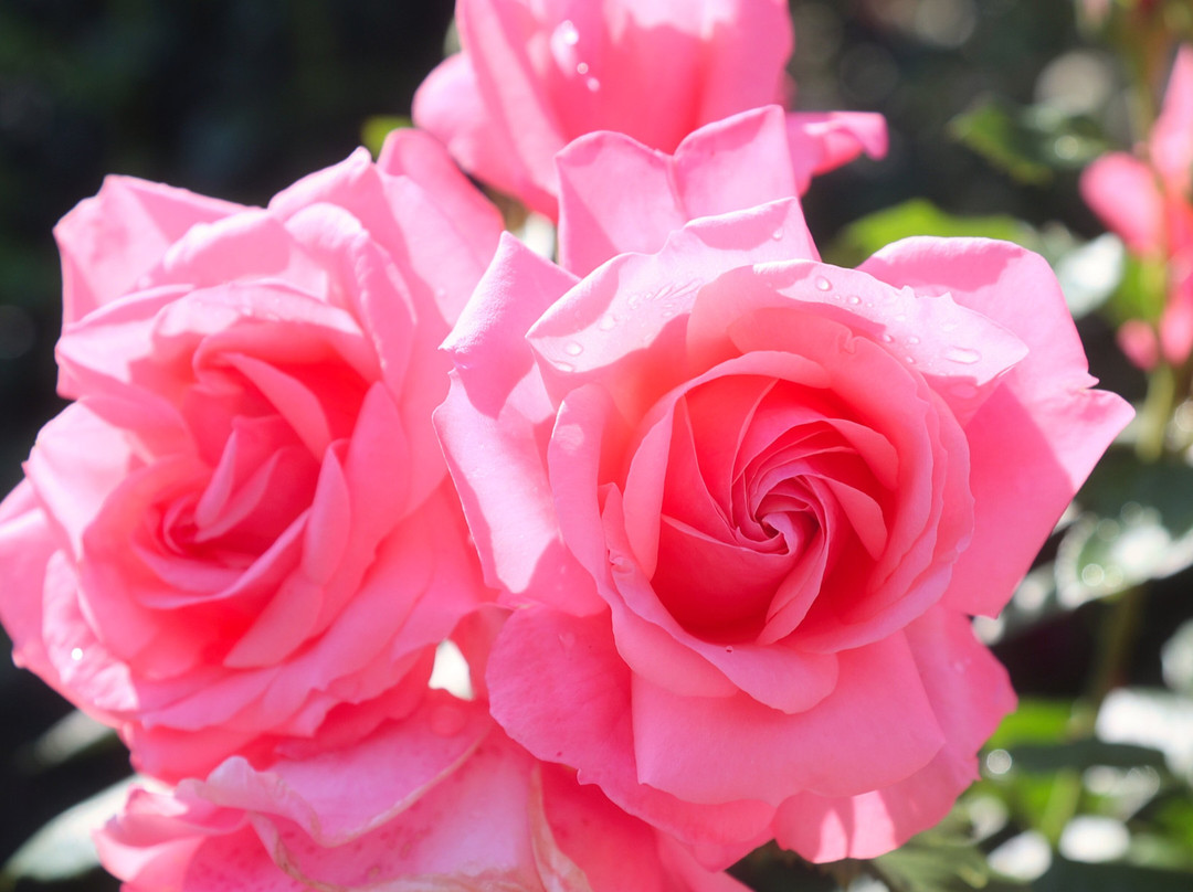 Ippongi Park-中野市必去景点