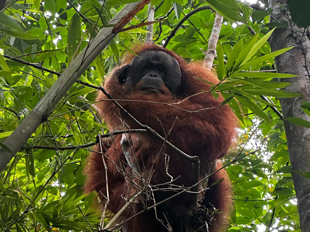 Orangutan Conservation Eco Tours Bukit Lawang-武吉拉旺必去景点