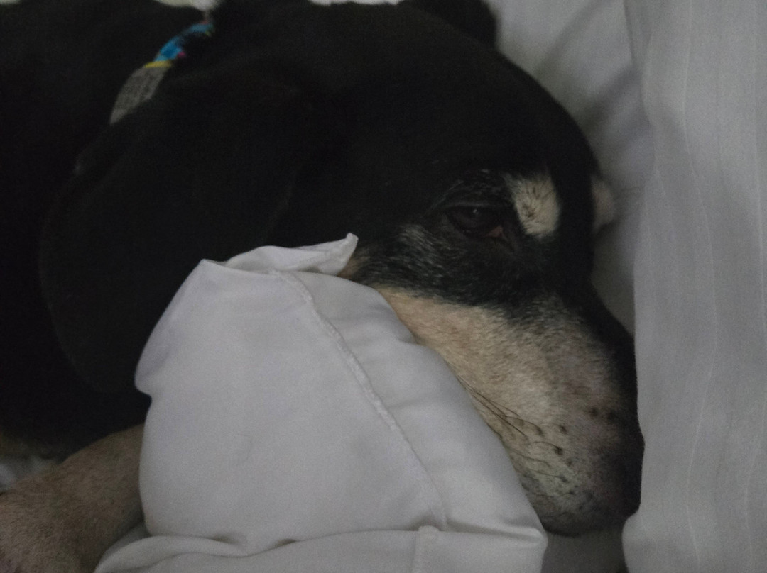 La Quinta Inn & Suites by Wyndham LaGrange / I-85主图