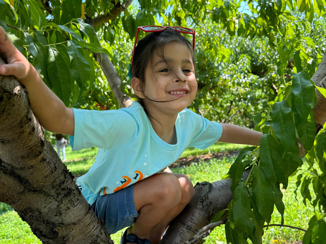 Weber's Peachberry Farm-Glen Arm必去景点