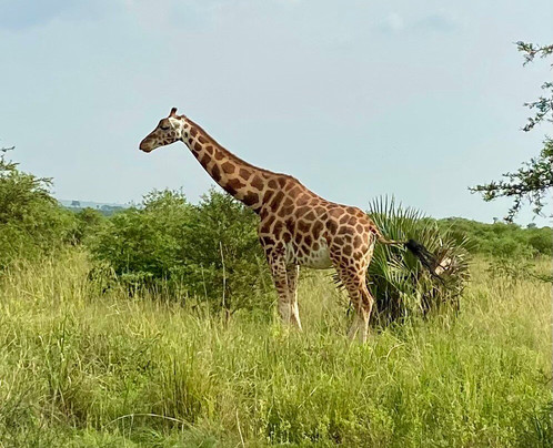 Cul Tours and Safaris-坎帕拉必去景点