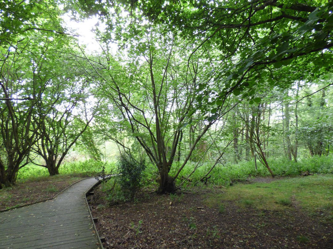 Sculthorpe Moor Nature Reserve-Fakenham必去景点