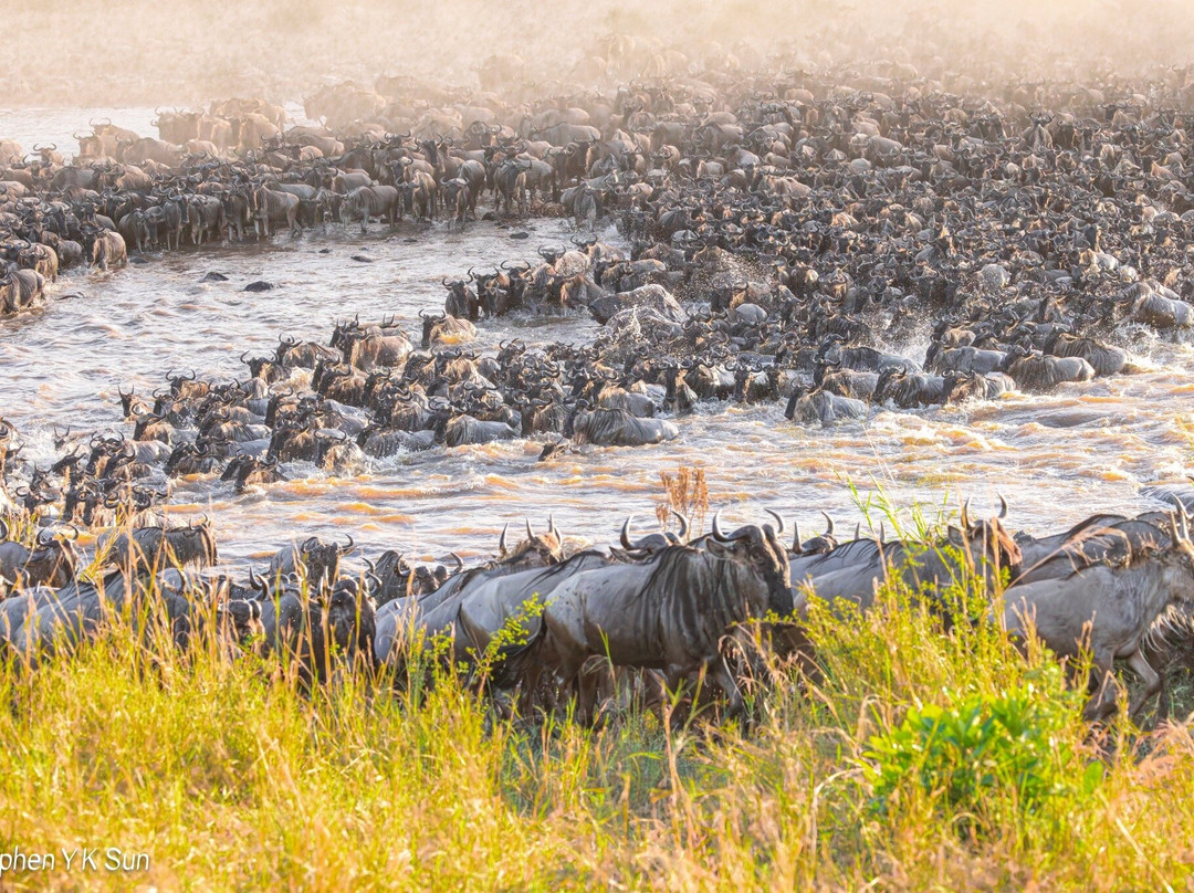 Migration at Serengeti National Park-塞伦盖蒂国家公园必去景点