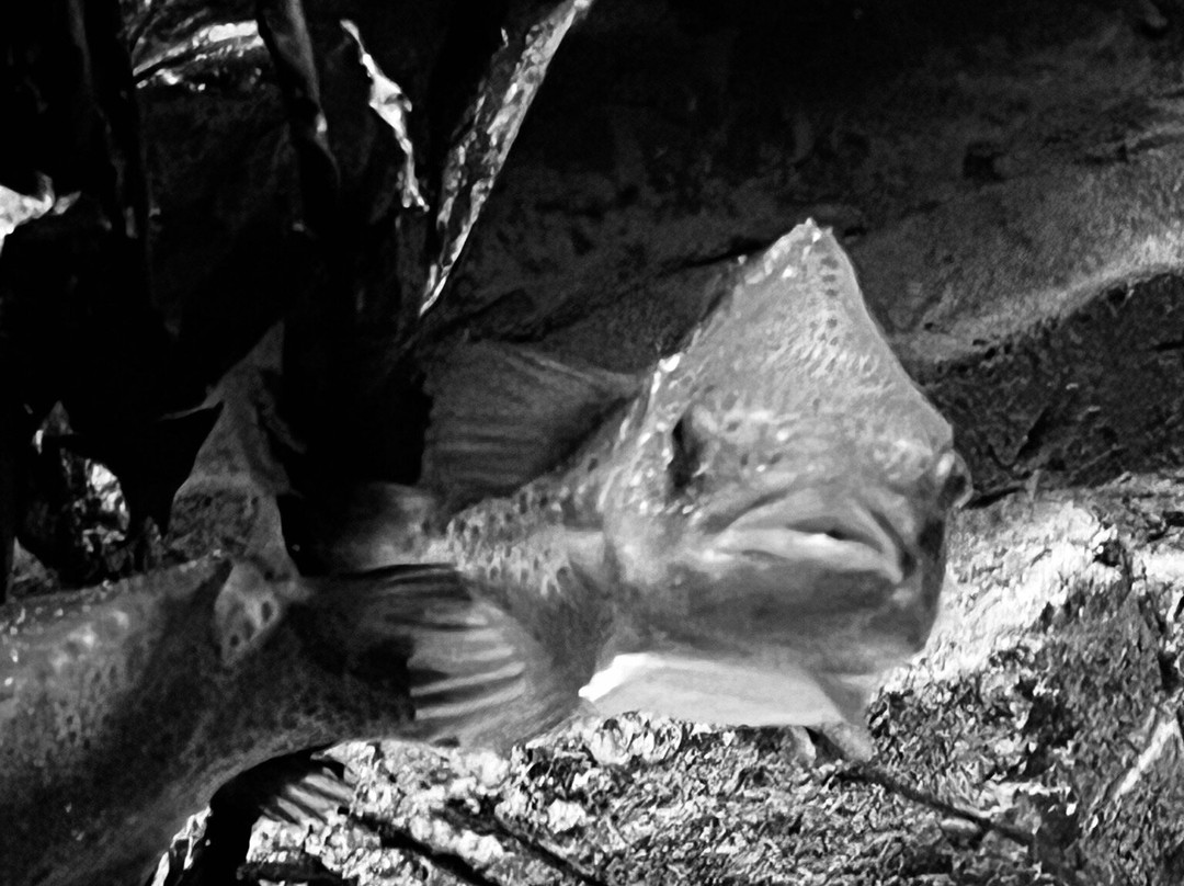 Achill Experience, Aquarium & Visitor Centre-Achill Island必去景点