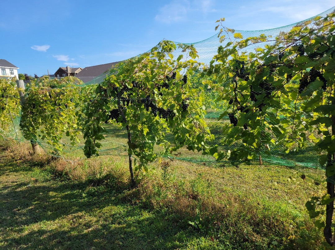 Harbor Ridge Winery-Egg Harbor必去景点