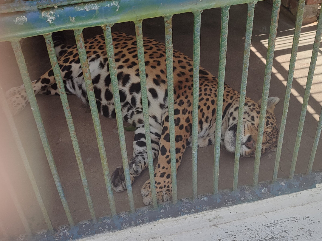 Chorros de Milla Zoo-梅里达市必去景点