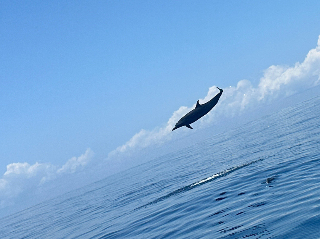 Naut'ile - Day Tours-Pamandzi必去景点