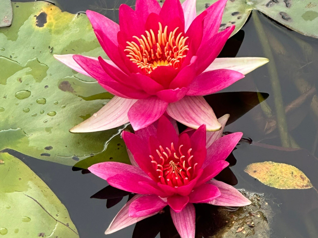 Bennetts Water Gardens景点图片