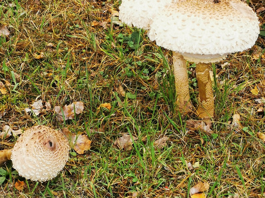 Bowlingtreff-Rosslau必去景点