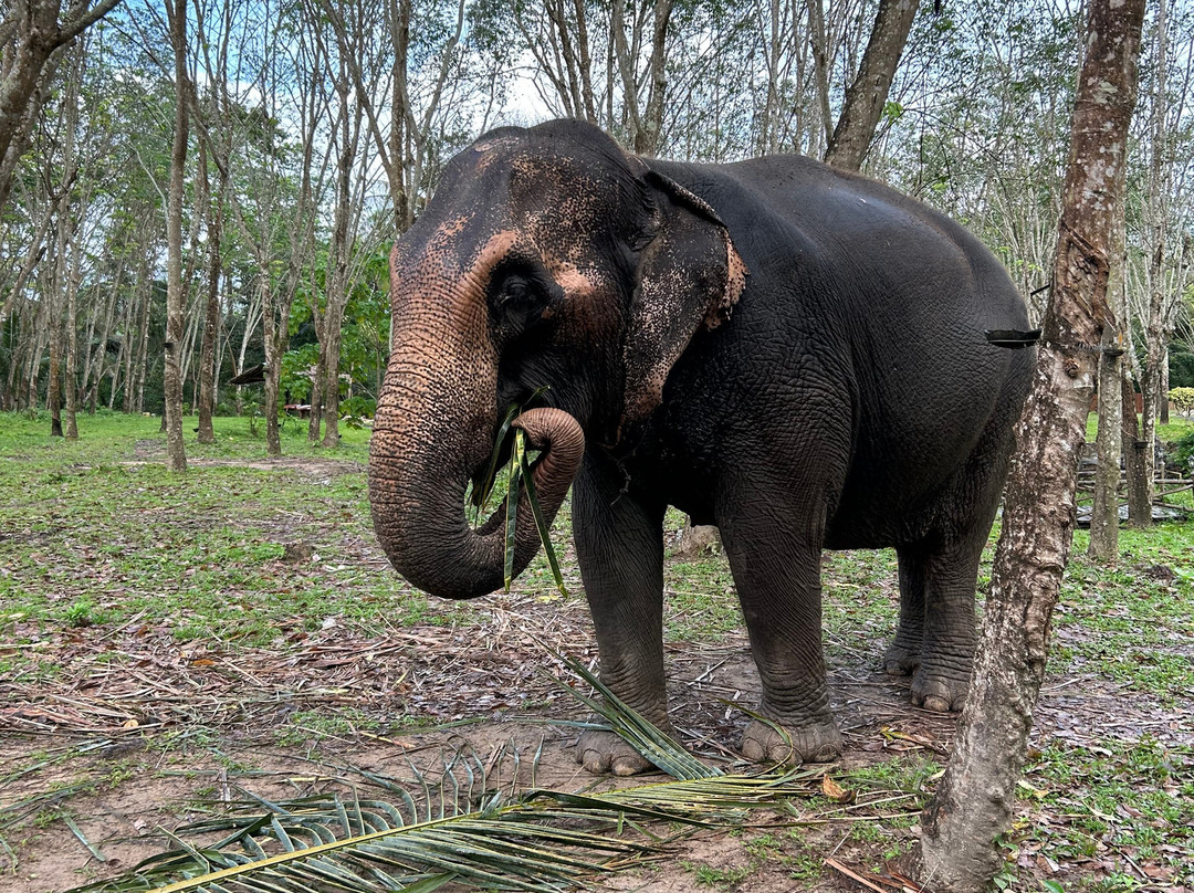 Koh Yao Elephant Care & House-Phru Nai必去景点
