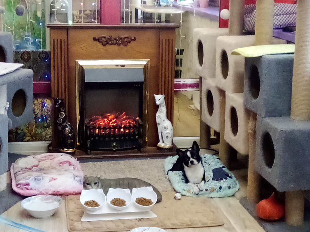 Cat Museum-明斯克必去景点