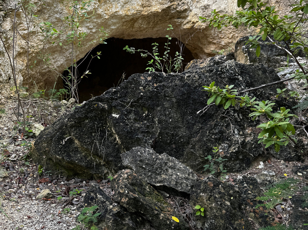 Bosque Estatal de Guánica景点图片