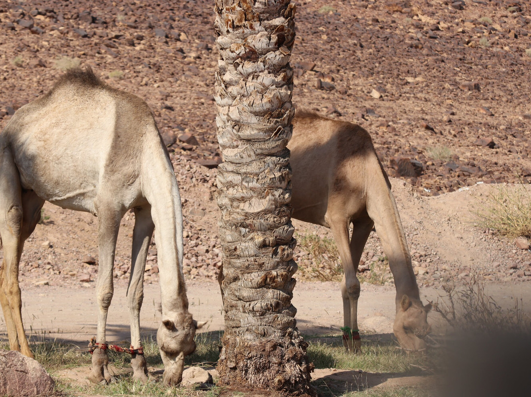 Wadi Rum Visitor Center景点图片