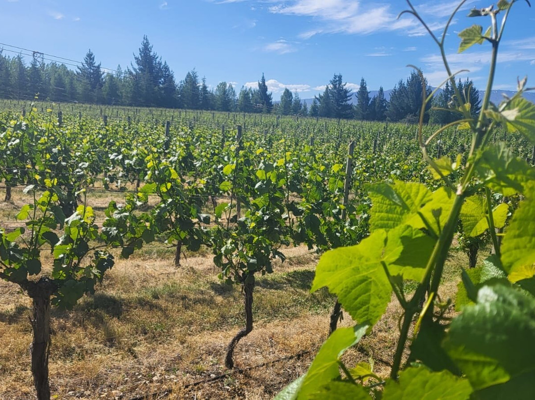 Grey Ridge Vineyard Experience