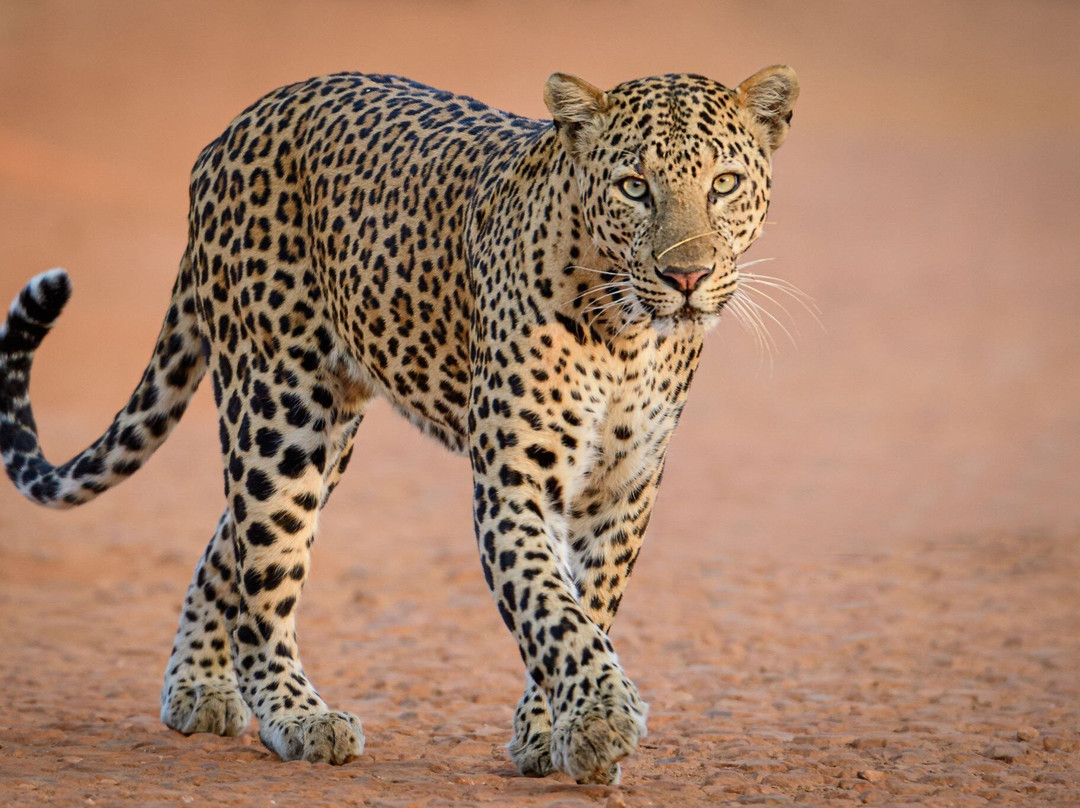 Yala Shenu Safari Tours & Taxi Service-蒂瑟默哈拉默必去景点