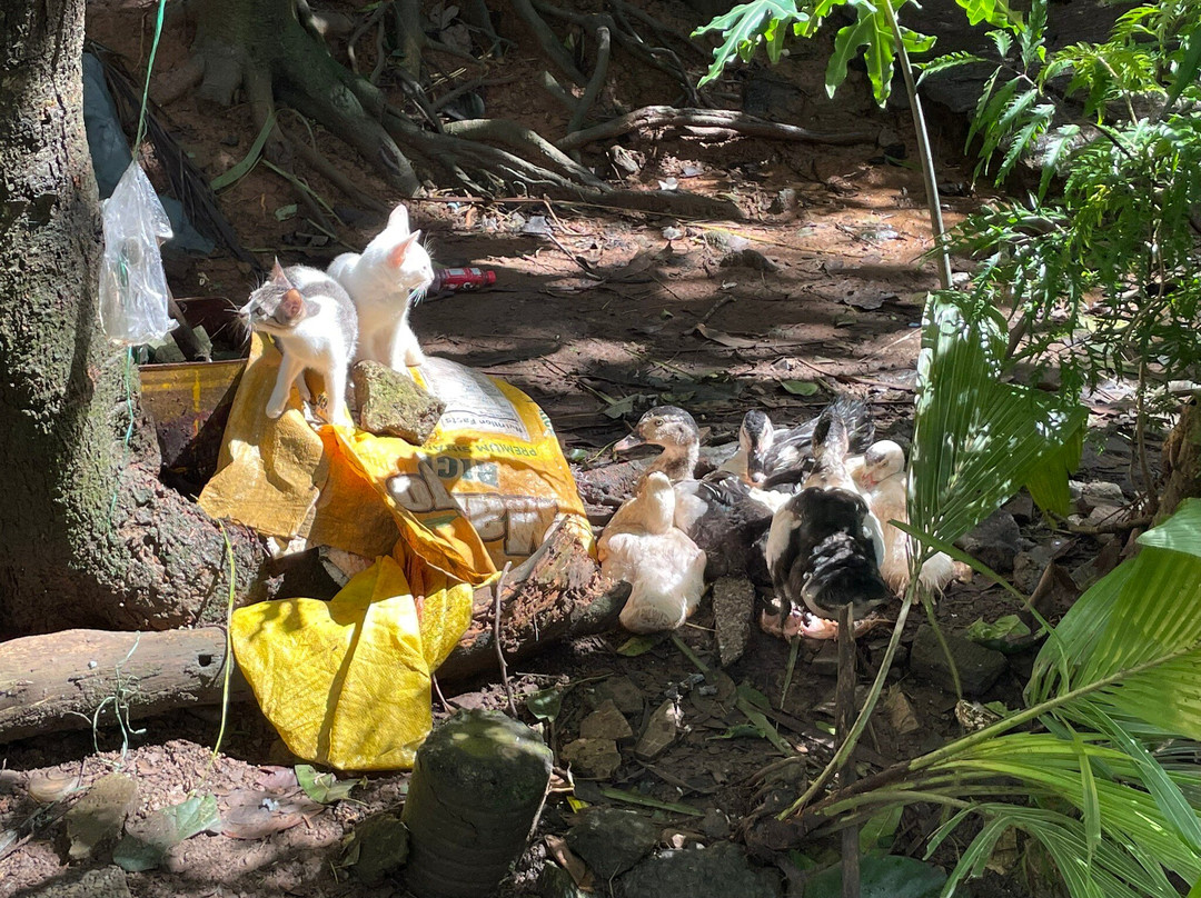 Caliraya Resort Club主图