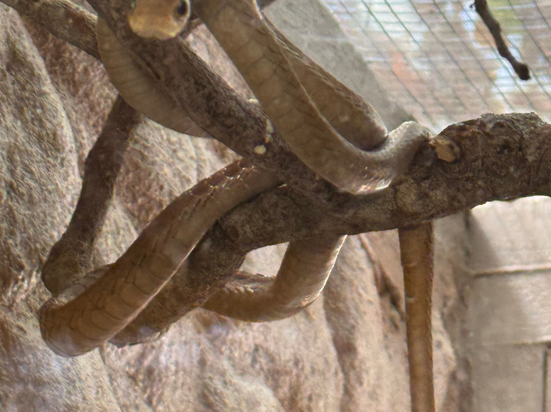 The Watamu Snake Farm-瓦塔木必去景点