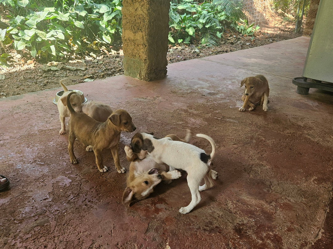 ASA Animal Shelter Agonda Cola-雅高达必去景点