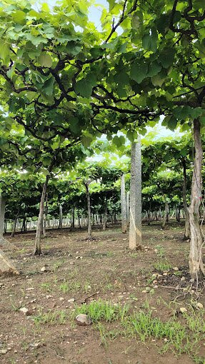 Rico Vineyards & Winery景点图片