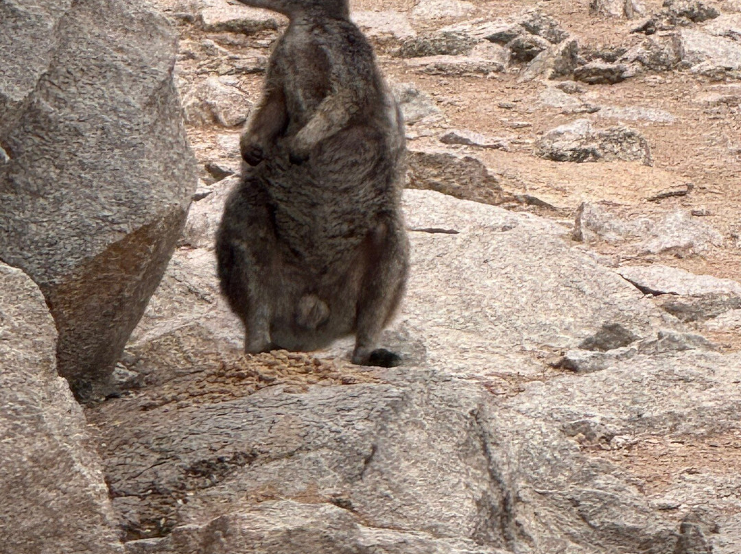 Road Runner Scooter Hire-Magnetic Island必去景点