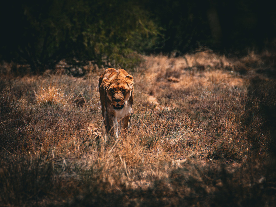 Felidae Centre-金伯利必去景点