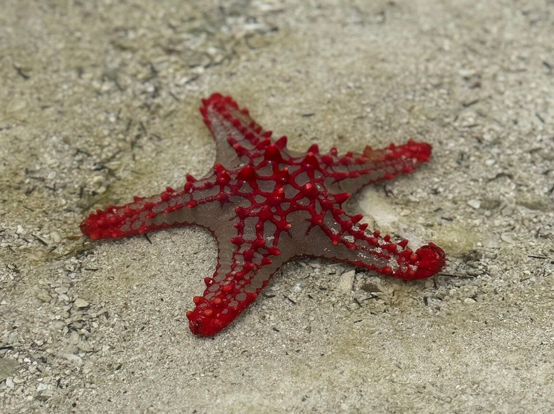 Dully taxi driver & tour guide Zanzibar-Matemwe必去景点