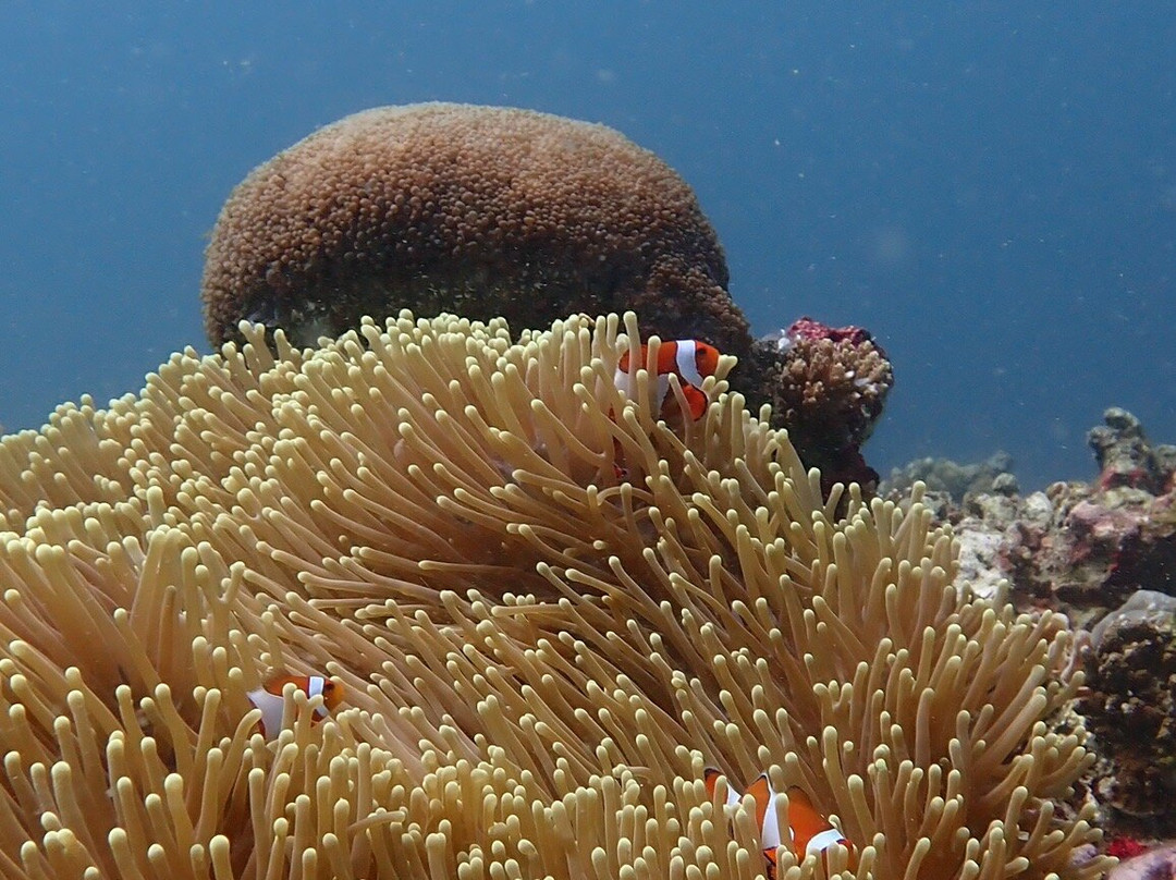 Gili Scuba Diving景点图片