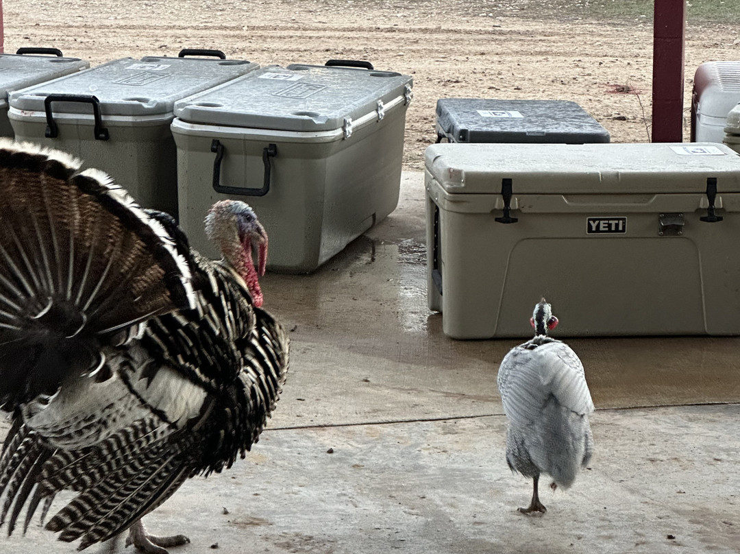 Independence Ranch Hog Hunting-Waelder必去景点