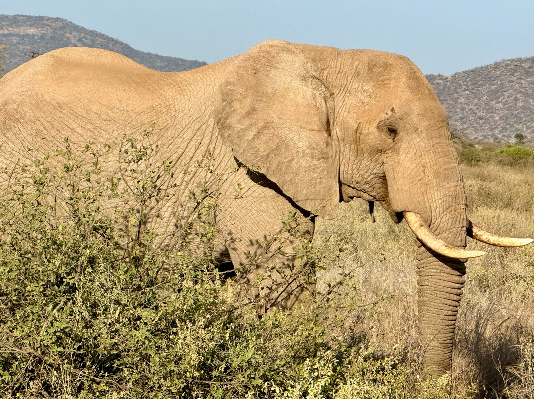 Game Africa Safaris景点图片