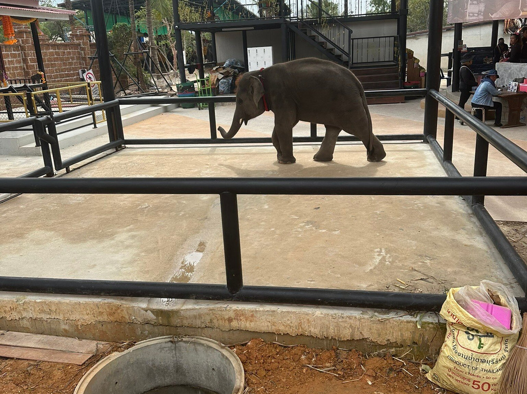 Damnoen Saduak Elephant Village景点图片
