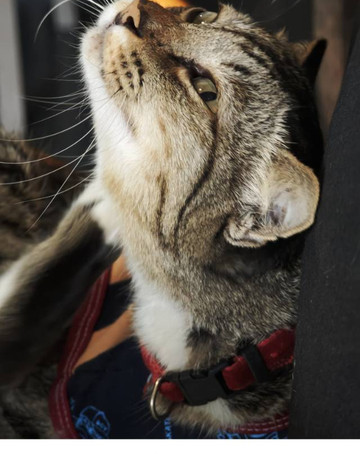 The Commonroom CNX主图