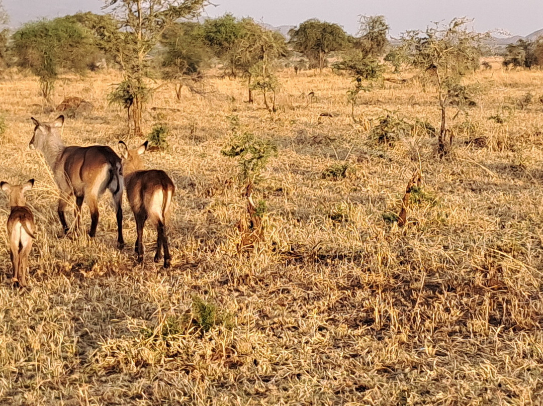 Kidepo Valley National Park-Kitgum必去景点