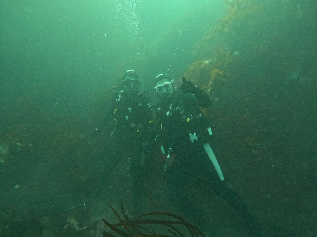 Daves' Diving Kaikoura景点图片