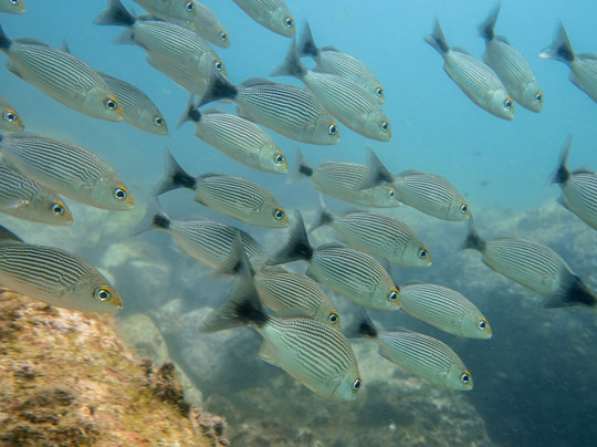 Acapulco Scuba Center-阿卡普尔科必去景点