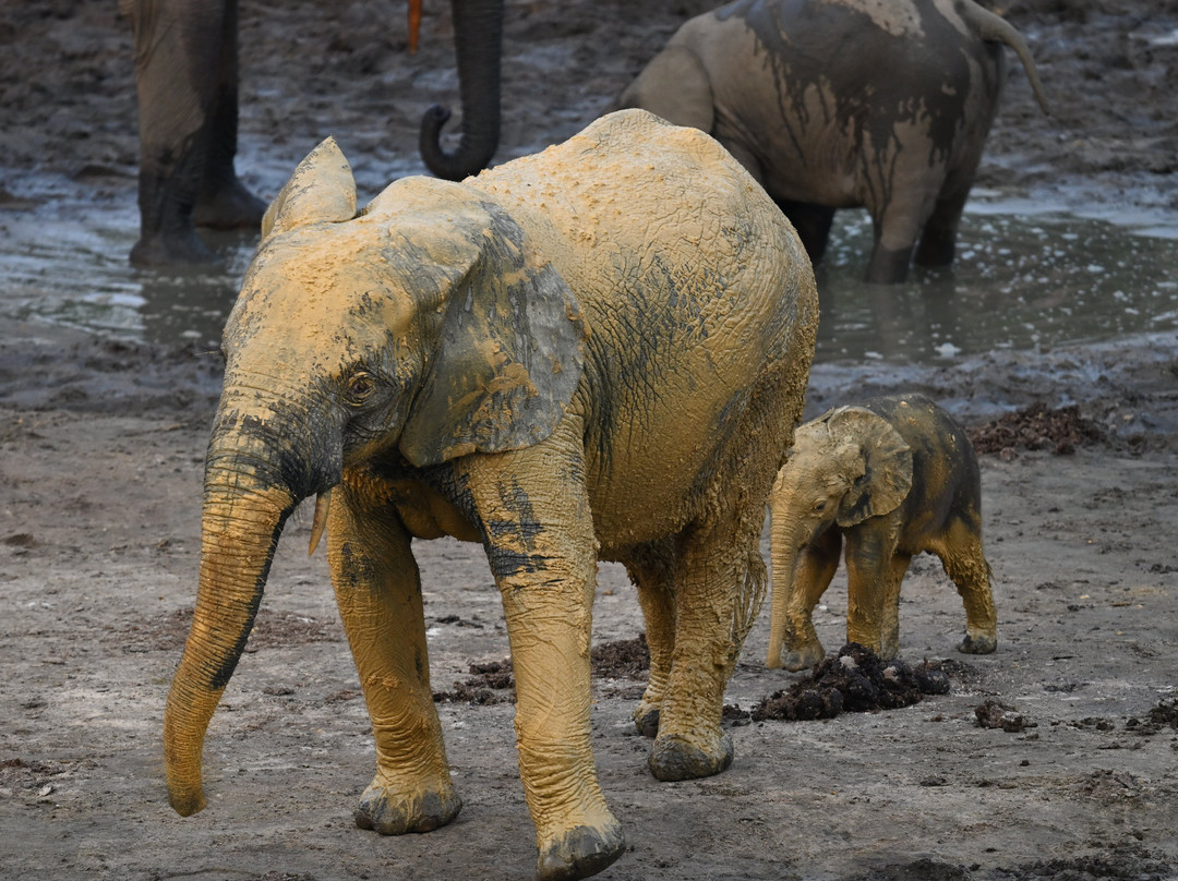 Dzanga-Sangha Reserve-Bayanga必去景点