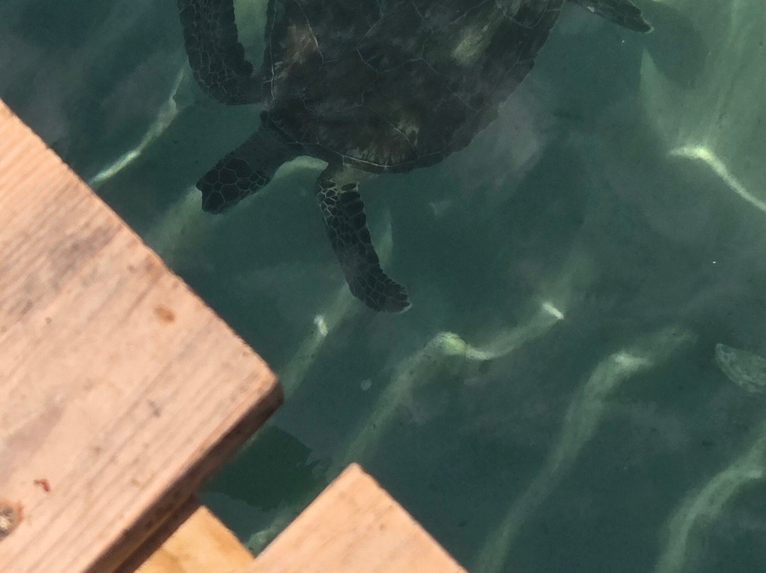 Playa Piskado/Playa Grandi-Sabana Westpunt必去景点