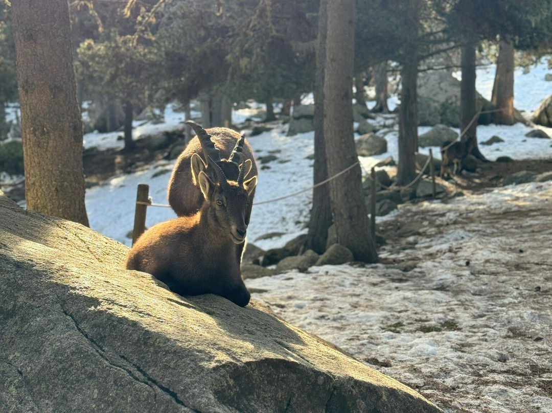 Parc animalier des Angles景点图片