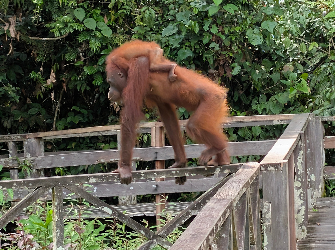 Sepilok Orangutan Rehabilitation Centre-山打根必去景点